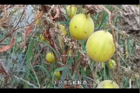 马炮瓜的功效和作用