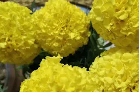 万寿菊这样养护生长旺盛，状态好视频封面