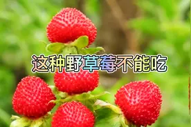 有种野果叫野草莓，农村的大人教孩子不能吃，但它很高的药用价值视频封面