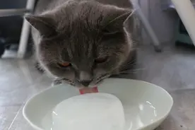 38℃的高温给猫咪们吃冰块，第一次吃冰的猫咪反应太可爱了！