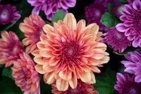 菊花（黄菊花、白菊花、野菊花）歌诀：菊花味甘，除热祛风，视频封面