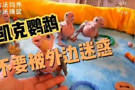 不要被呆萌的外表蒙蔽视频封面