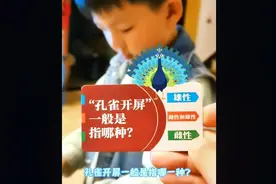 你知道母孔雀会开屏吗？视频封面