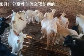 一斤白醋加花椒45粒三个橘子皮三大勺白糖三大勺洗洁精给它混合视频封面