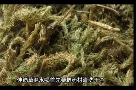 伸筋草——排尿酸祛湿作用大视频封面