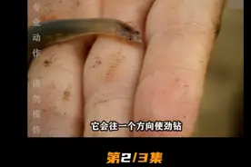 这种鱼钻进尿道是怎样酸爽……视频封面