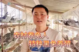 福建黑兔你们吃过吗？ 这种兔肉肉质好，生长时间长，就是长很慢视频封面
