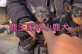 小鹿犬断尾的好，还是带尾巴的好，欢迎大家优评