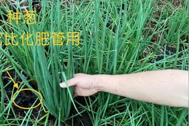 种植小葱的妙招，只需用厨房的草木灰，小葱长得大丛还防虫害视频封面