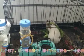 荷兰猪下崽成功，一胎只有两个么？好少视频封面