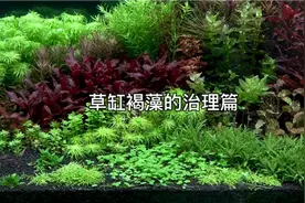 草缸褐藻治理方法