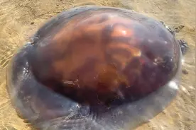 大海又潮退了，原来猫眼螺的卵是这个样子，真的长见识了！