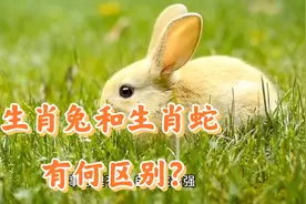 生肖兔和生肖蛇的区别在哪里？谁更“厉害”？视频封面