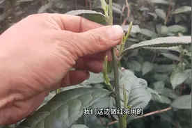 曾经的珍贵茶树品种，做上等红茶专用茶树，如今却无人问津！视频封面