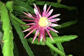 红色的火龙果花一定很少见吧，没想到长得那么好看，结的果也美味视频封面