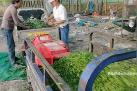 麦秸能喂羊吗？1800买台铡草机，解决羊群口粮问题，继续扩大规模视频封面