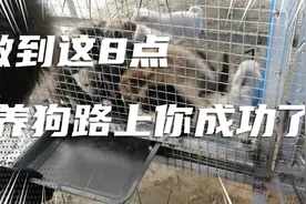 养殖肉狗，8大注意事项，做到这8点，你的养狗道路接近成功了视频封面