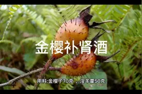 金樱子泡制补肾酒的泡酒料，喜欢的长按点赞关注收，让更多人看到视频封面