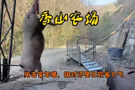 第一次使用电击来宰年猪，效果还算不错，唯一不足就是没一次电晕