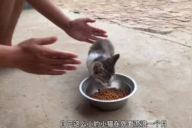 失踪一个月的小猫竟然回家了，趴在盆里大口吃着猫粮，太心疼了