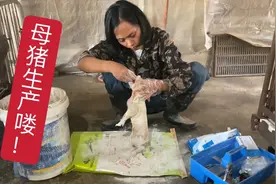 药物诱导下母猪终于平安生产，母猪脾气大踩伤小猪，生的太少了视频封面