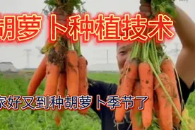 胡萝卜出苗难，用这几种方法出苗快出苗齐长势旺产量高视频封面
