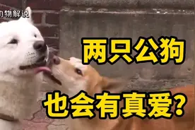 一只黄狗疯狂亲吻白狗，最后两个公狗相恋