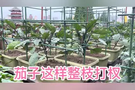 种茄子第一次整枝打杈要及时，方法做对产量翻倍，结果多吃不完视频封面