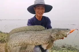 天呐！这里黑鱼太大太吓人了，水鸭子青蛙小鱼苗都被黑鱼吃完了！视频封面