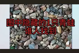 图中隐藏的青蛙！全家人都没找出来！你未必能找出来，不信试试看