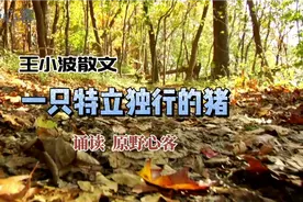 王小波散文《一只特立独行的猪》：一只努力摆脱命运枷锁的猪视频封面