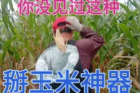 老公和我边干活边成功，研制一个掰玉米神器 ，省钱省力还轻松视频封面