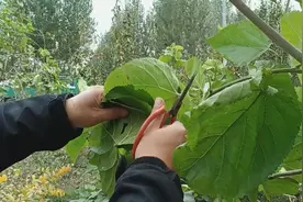 霜降后的桑叶茶最有药用价值，简单的家庭制作方法，快来试试吧。视频封面