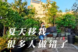 夏季移栽很多人做错了，记住这几个关键点，栽一棵活一棵，省心视频封面