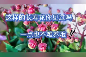 拆箱：宫灯长寿花，好看又好养，养护真的不难视频封面