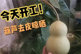 葫芦最简单的去皮晾晒方法，你学废了吗