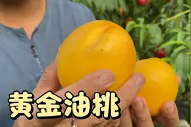 七月成熟的“黄金油桃”超甜如蜜，表面没有毛的桃你们见过吗视频封面