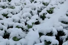 多灾多难的大白菜，一夜之间我的莱园变了样子，白菜被大雪埋没。视频封面