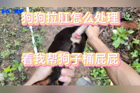 狗狗拉肛怎么处理？看视频～狗狗拉粑粑把屁屁都拉出来了！