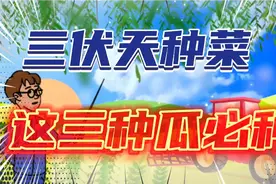 三伏天适合种植的三种瓜，好成活长得快，不要错过了视频封面