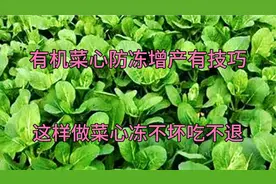 菜心防冻又高产的配方？原来浇水时加两样东西，菜心冻不坏吃不退视频封面