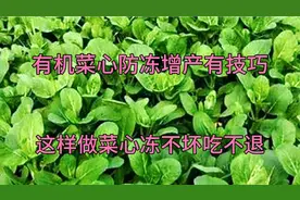 菜心防冻又高产的配方？原来浇水时加两样东西，菜心冻不坏吃不退视频封面