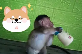 Baby monkey 為了能喝到奶，居然能把這重量的奶瓶舉起   很棒视频封面