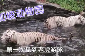 香港孩子走进世界十大动物园之一，新加坡动物园，看呆了视频封面