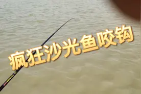 钓沙光鱼不用打窝不用等，沙光鱼咬钩猛