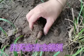 白天找到爬叉（金蝉）的方法如此简单，你也来试试吧！