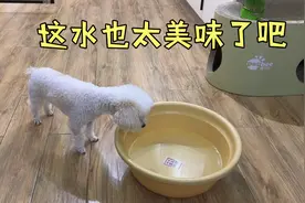 初一今天状态更好了，十五因为吃了烜从冰箱拿的火龙果开始拉肚子视频封面