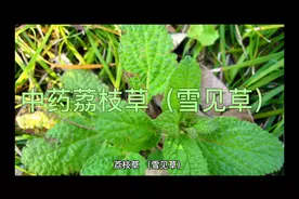 中药荔枝草（雪见草）的作用与功效。性味归经。中药，中草药视频封面