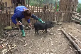 户外荒野生活养殖的小猪，最近天气冷小猪生病了，给它灌肠治疗下视频封面