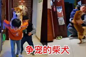 吉祥：全网最会争宠的柴犬，竟然和小主人抢着要爸爸抱，太温馨了视频封面